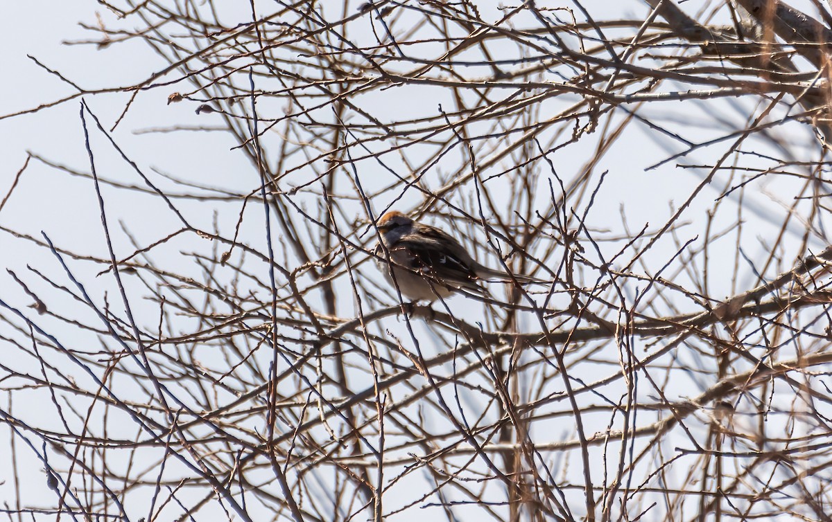 American Tree Sparrow - ML617163729