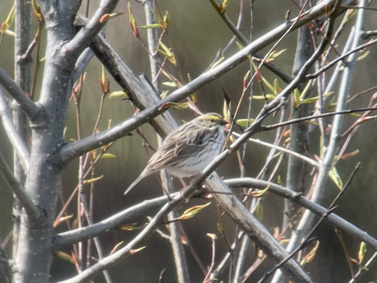 Savannah Sparrow - ML617163754