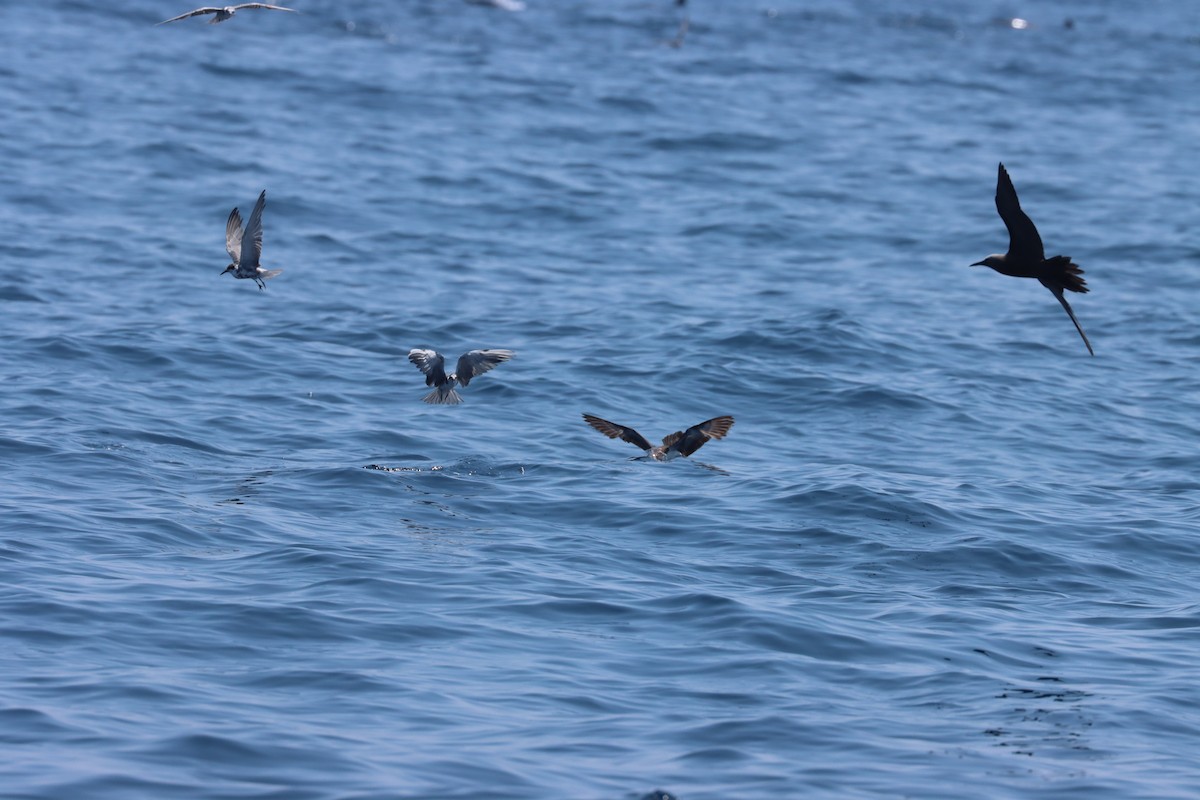 Brown Noddy - John Facchini