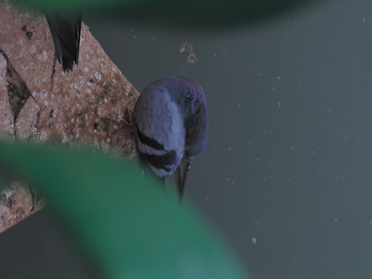 Rock Pigeon (Feral Pigeon) - ML617163819