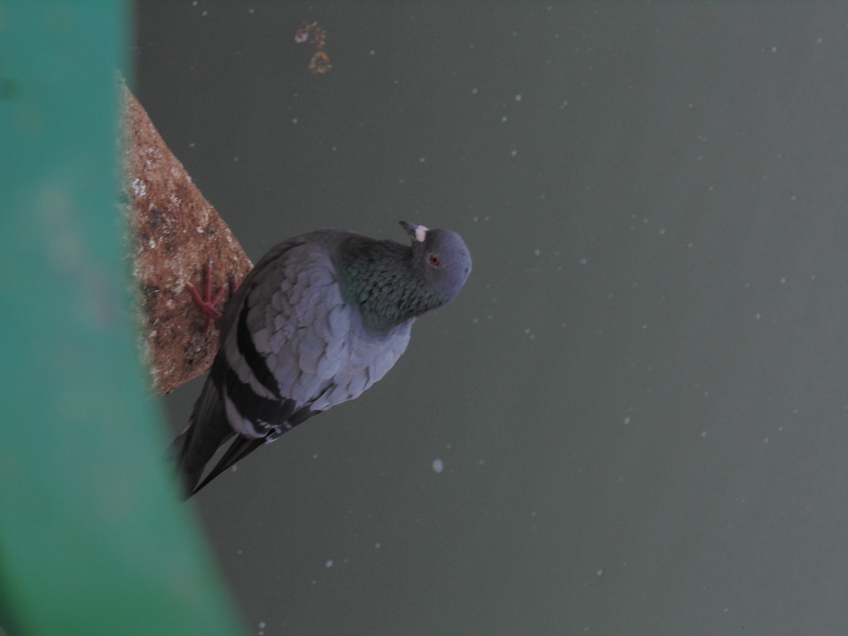 Rock Pigeon (Feral Pigeon) - ML617163820