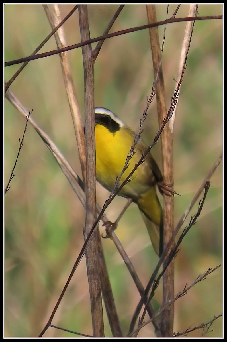 Common Yellowthroat - Peter Gordon