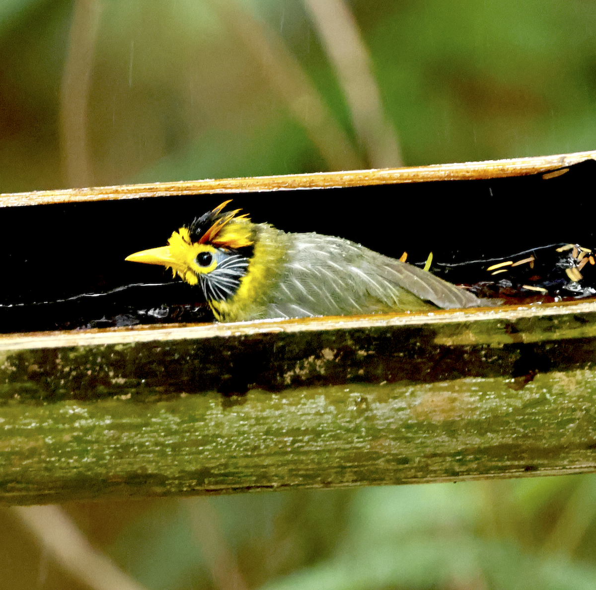 Flame-templed Babbler - ML617163851