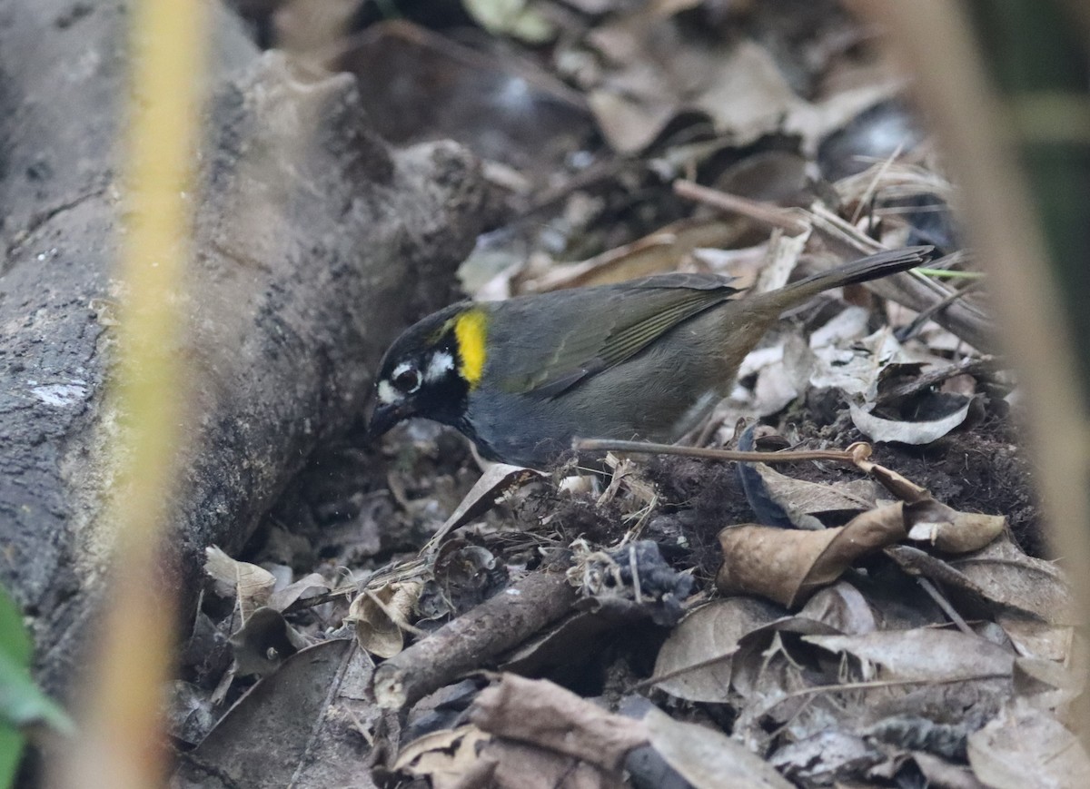 White-eared Ground-Sparrow - John Facchini