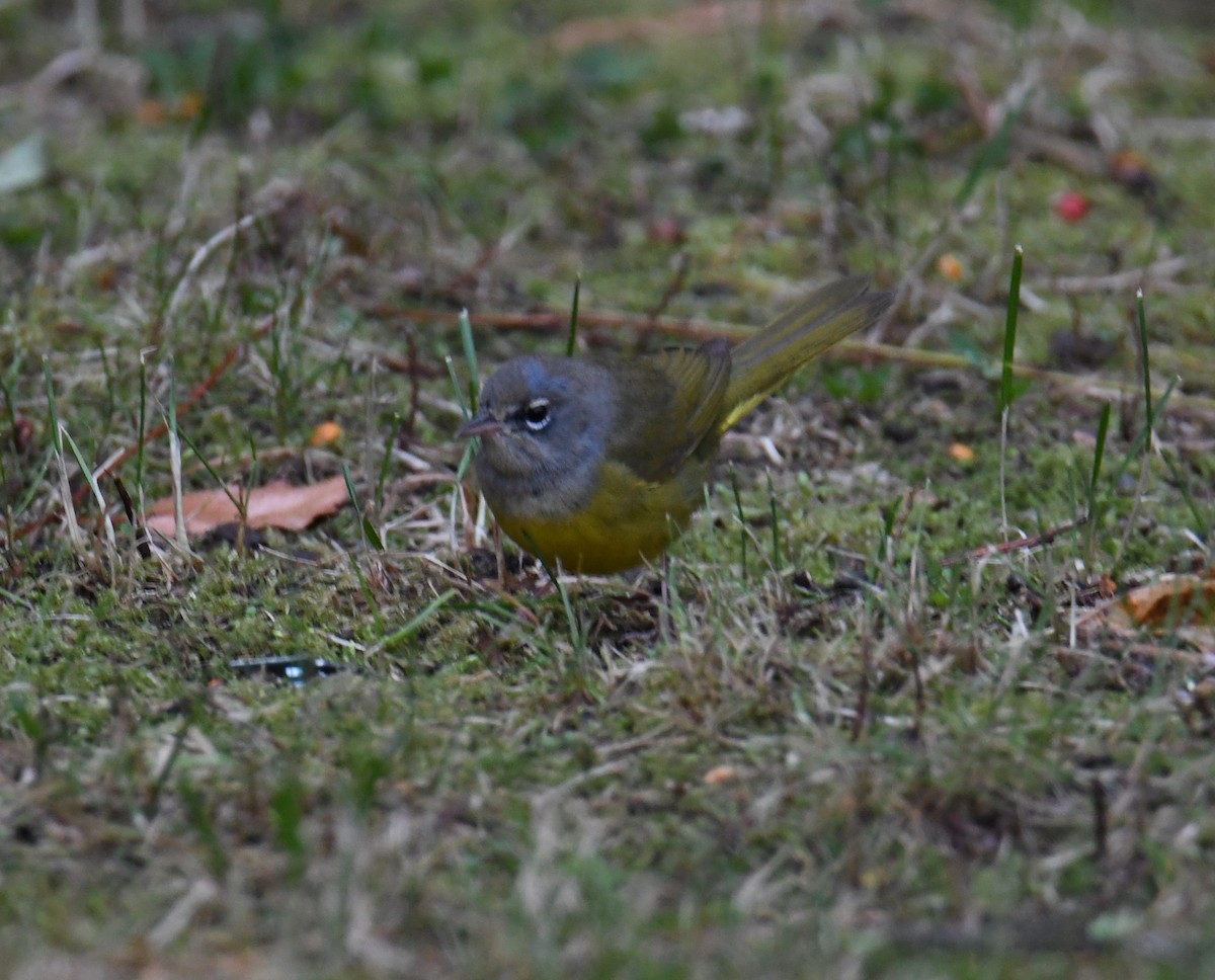 MacGillivray's Warbler - ML617163859