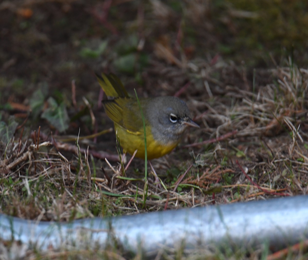 MacGillivray's Warbler - ML617163860