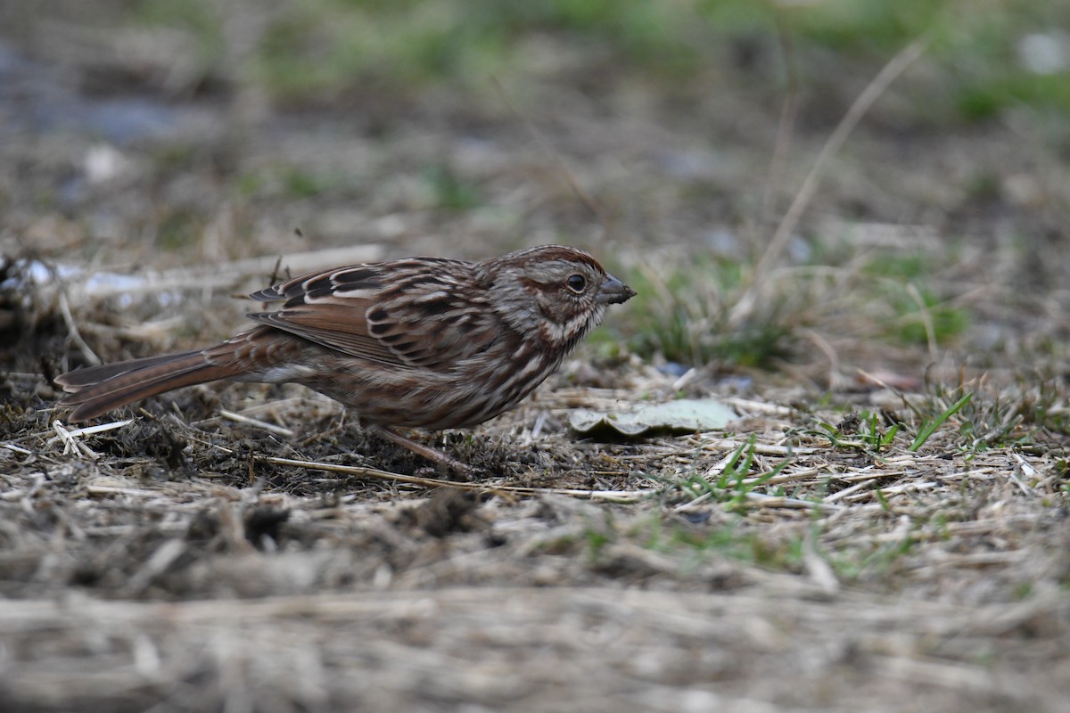 Song Sparrow (melodia/atlantica) - ML617163866