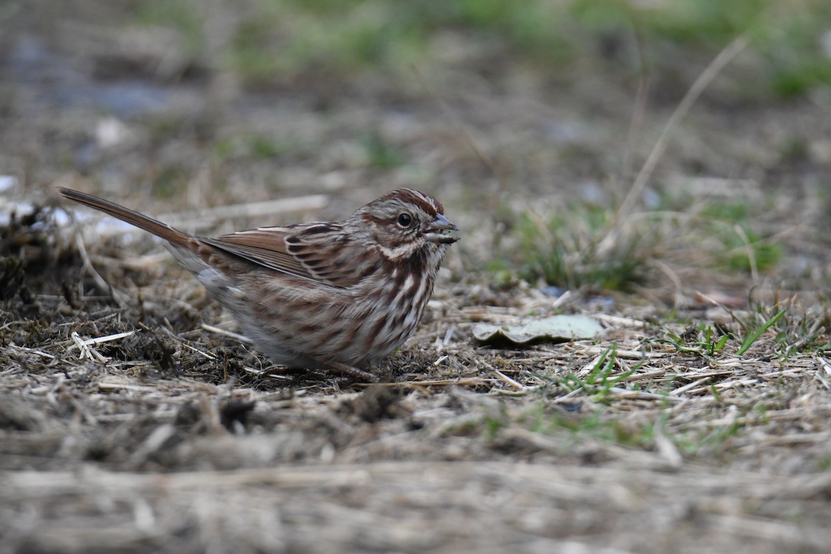 Song Sparrow (melodia/atlantica) - ML617163867