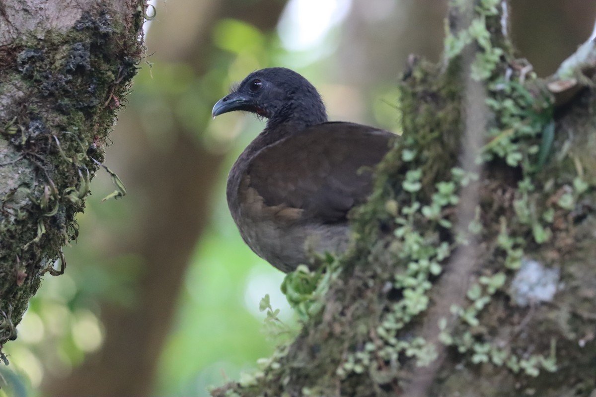 Gray-headed Chachalaca - John Facchini