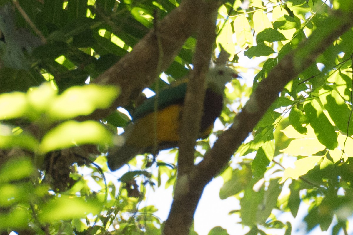 Wompoo Fruit-Dove - ML617163877