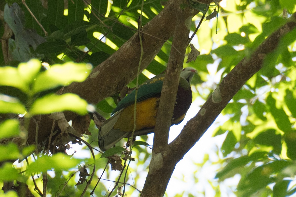 Wompoo Fruit-Dove - ML617163880