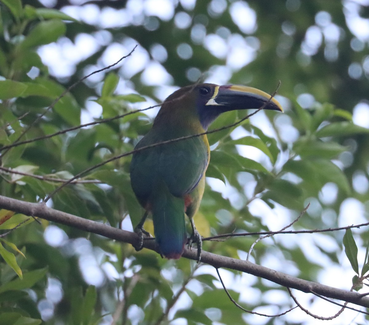 Northern Emerald-Toucanet - ML617163893