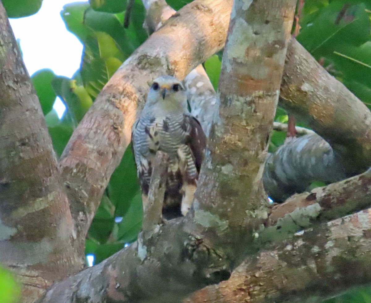 Gray-lined Hawk - Tom Edell