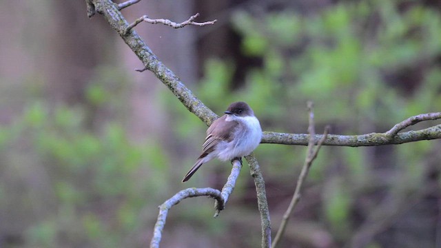 Eastern Phoebe - ML617163908