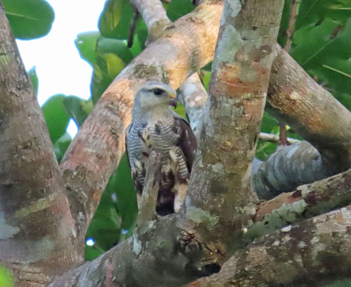 Gray-lined Hawk - ML617163909