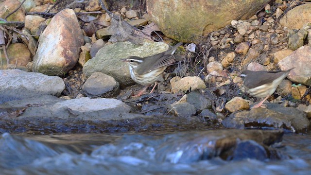 Louisiana Waterthrush - ML617163924