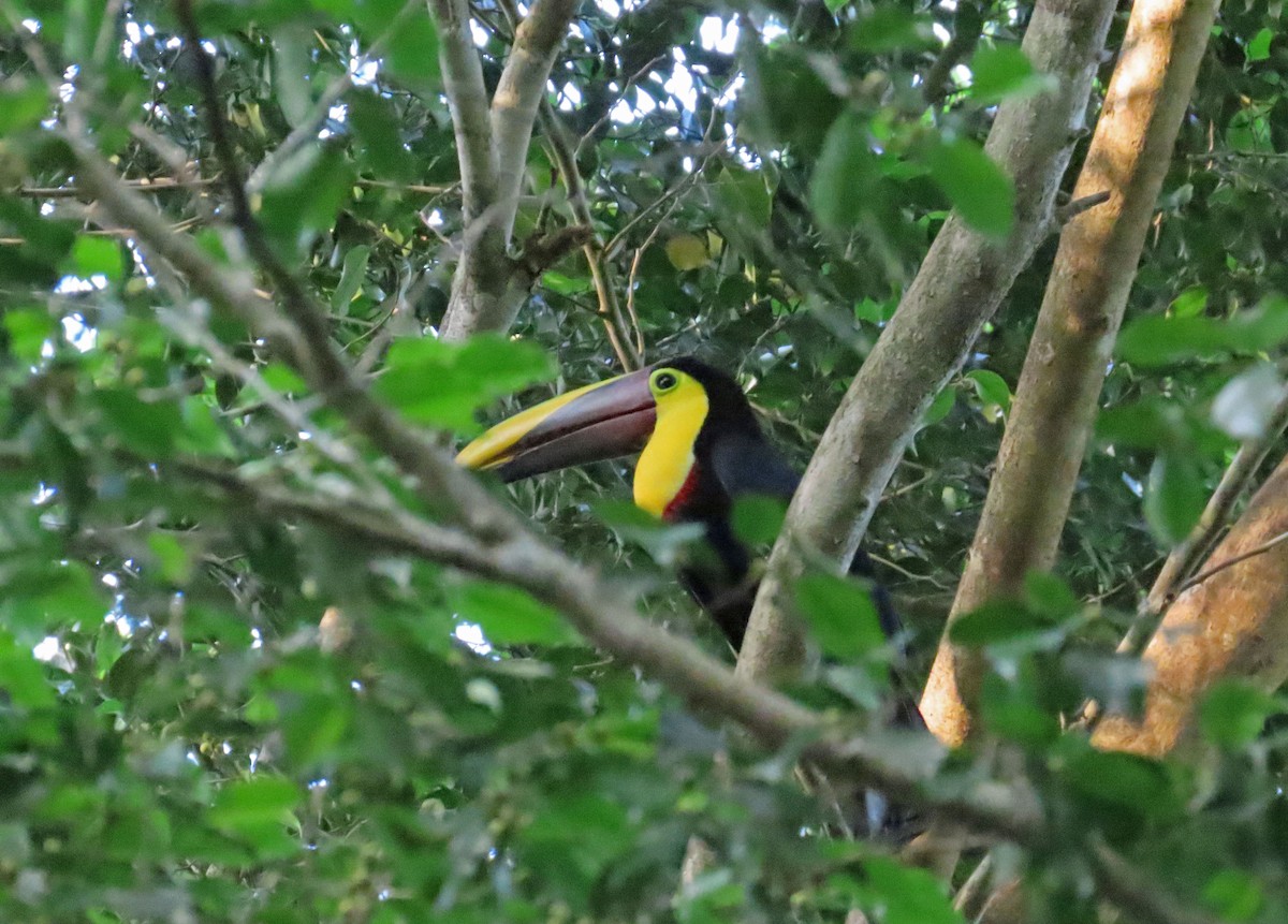 Yellow-throated Toucan - Tom Edell