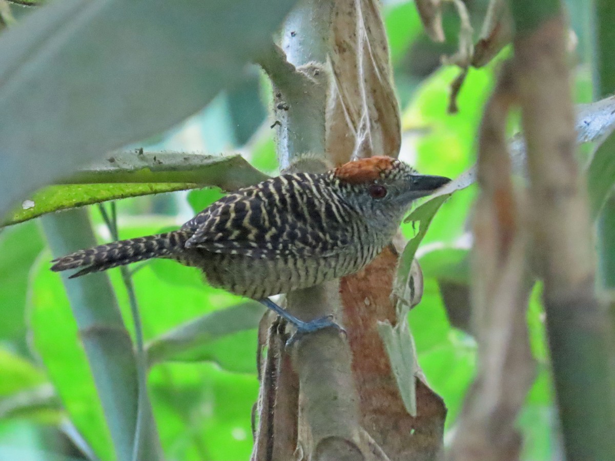 Fasciated Antshrike - Tom Edell