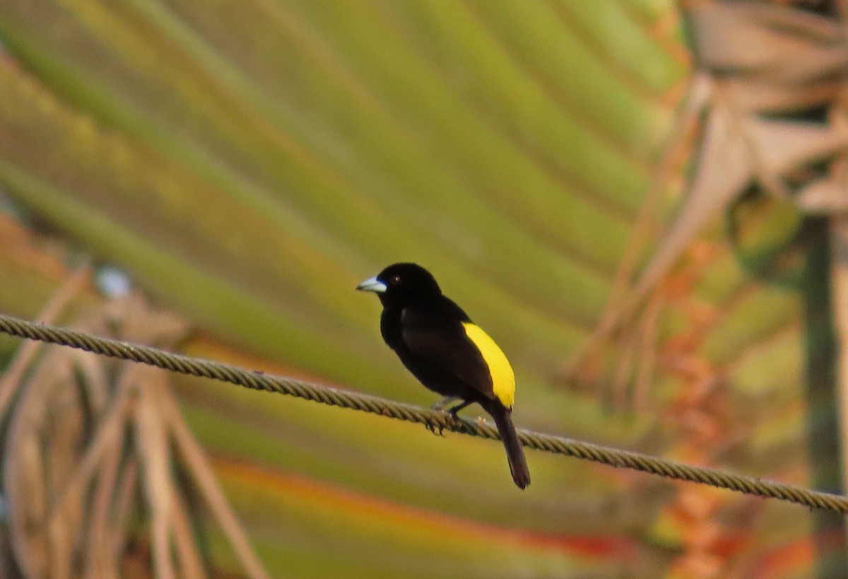 Flame-rumped Tanager - Tom Edell