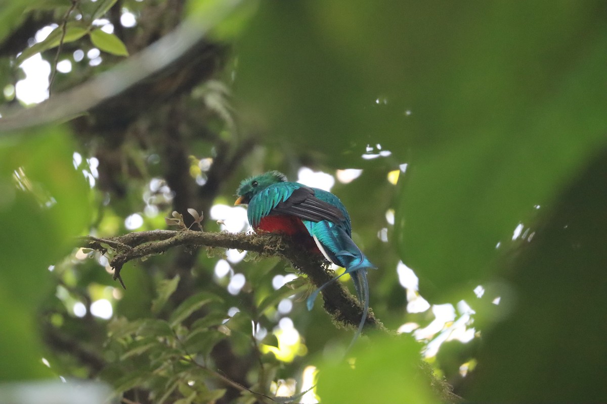 Resplendent Quetzal - ML617163986