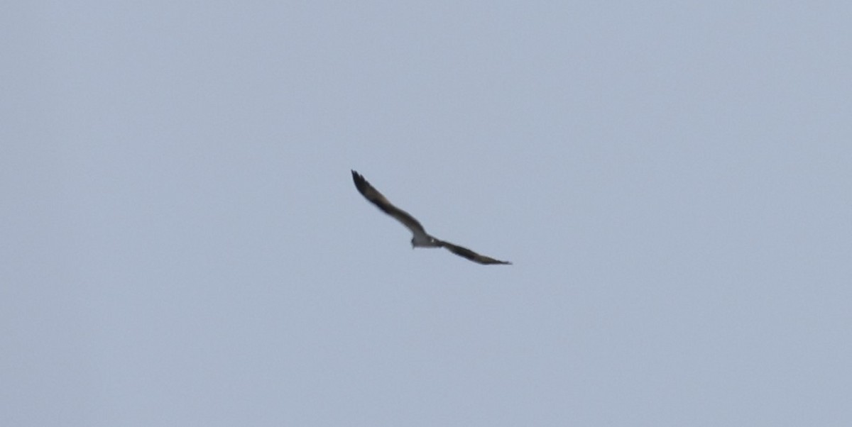 Osprey (carolinensis) - ML617163988