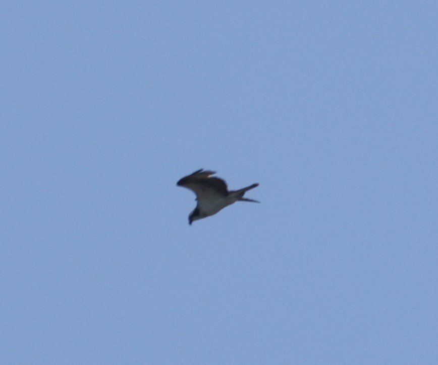 Águila Pescadora (carolinensis) - ML617163991