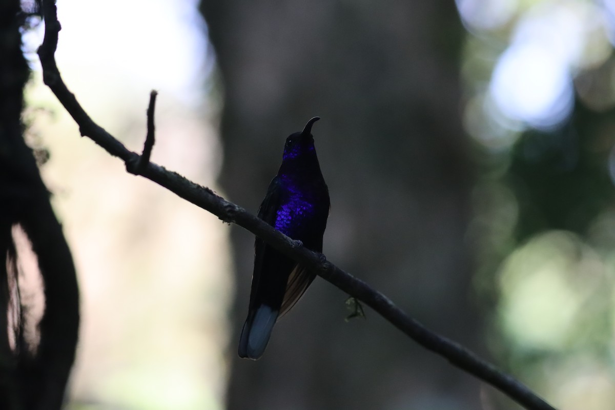 Colibrí Morado - ML617164016