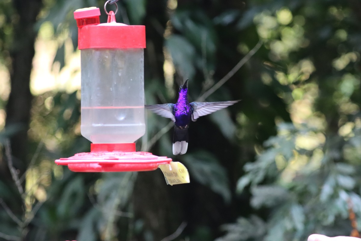 Colibrí Morado - ML617164017