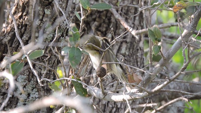 Ak Gözlü Vireo - ML617164075