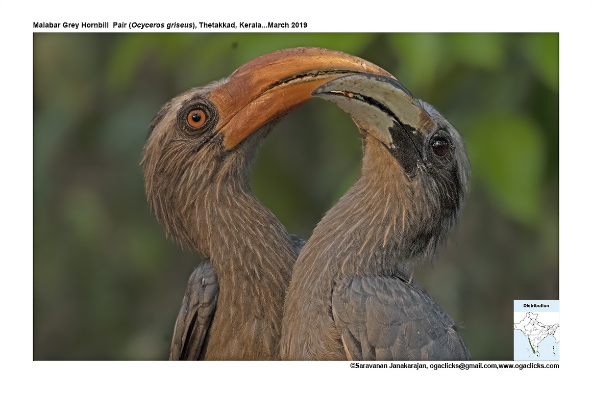 Malabar Gray Hornbill - ML617164089