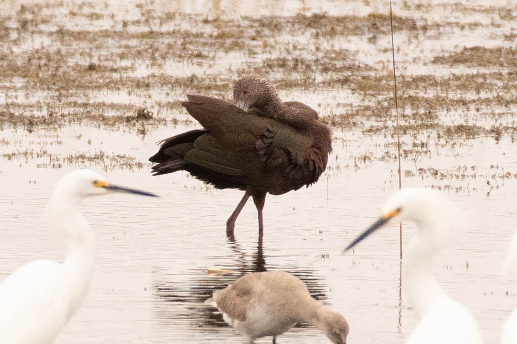 White-faced Ibis - ML617164096