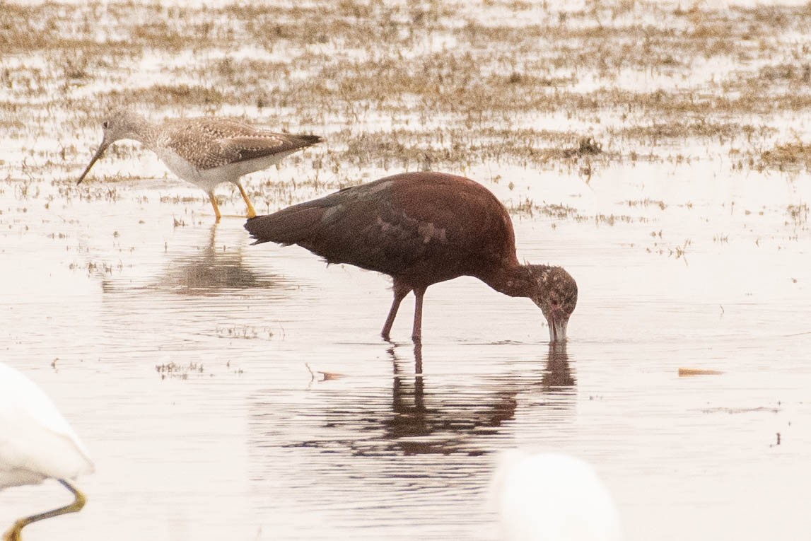 White-faced Ibis - ML617164097