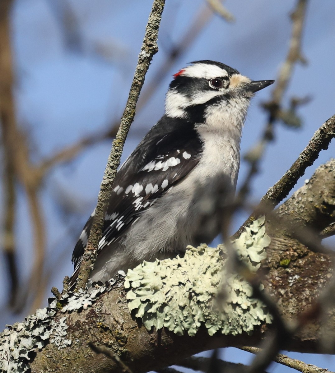 Downy Woodpecker (Eastern) - ML617164098