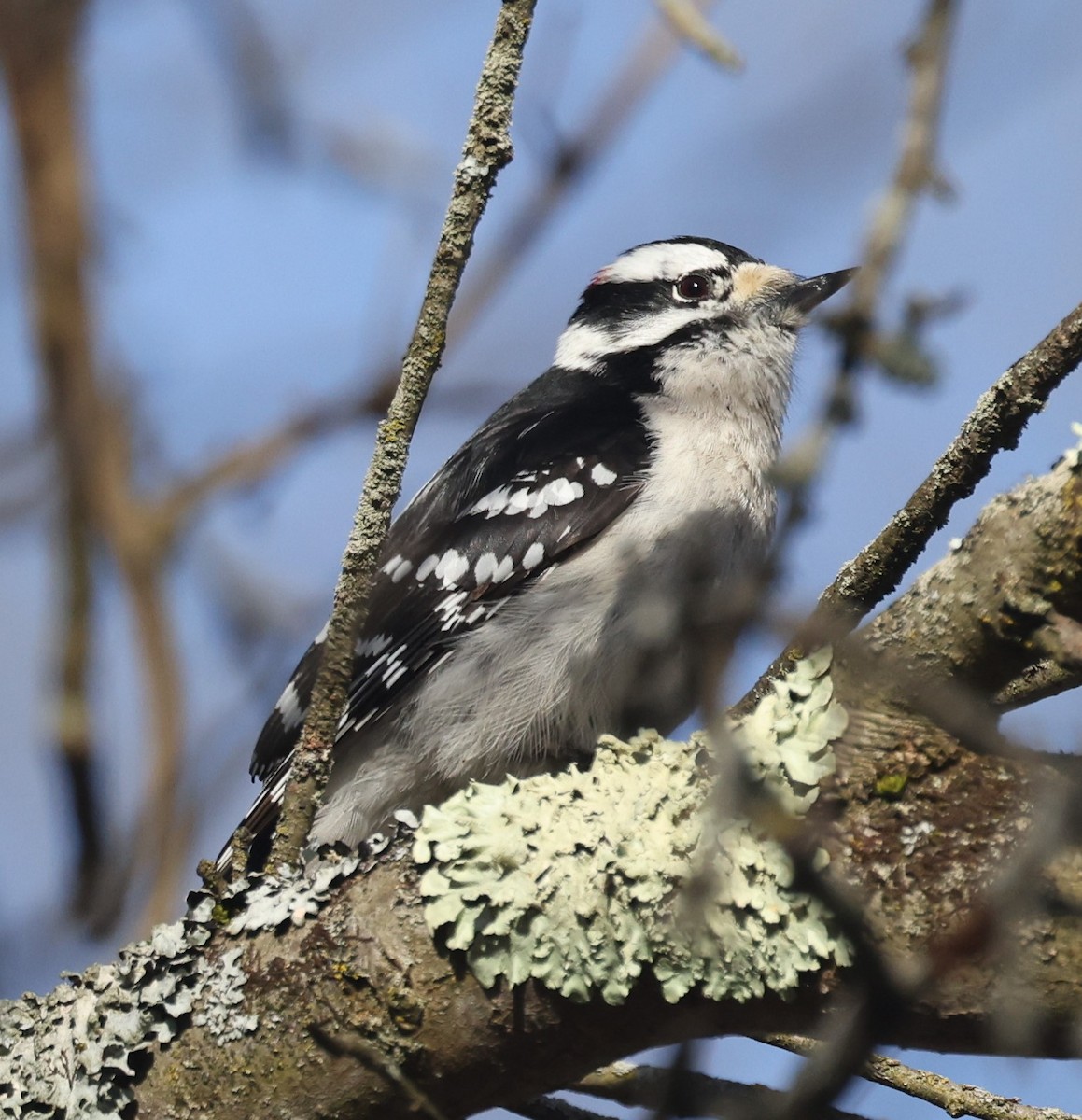 Downy Woodpecker (Eastern) - ML617164099