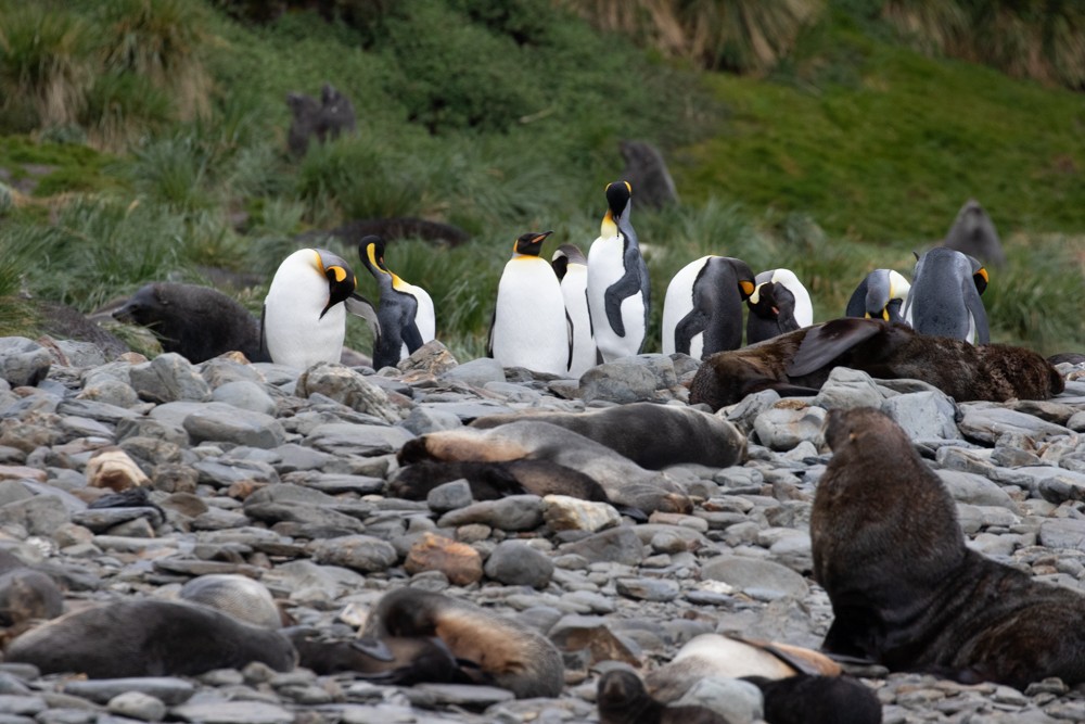 tučňák patagonský - ML617164107