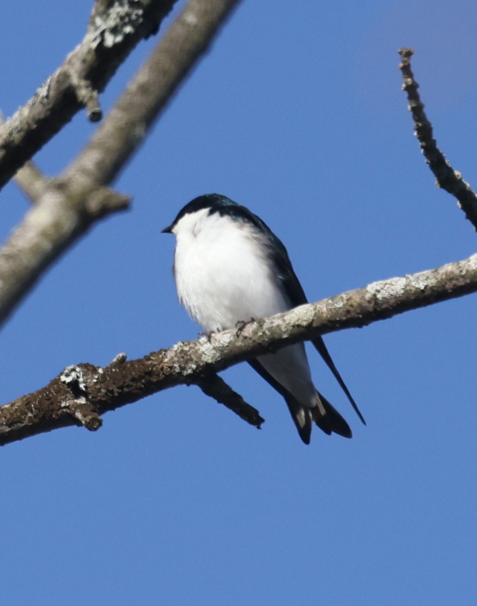 Golondrina Bicolor - ML617164176