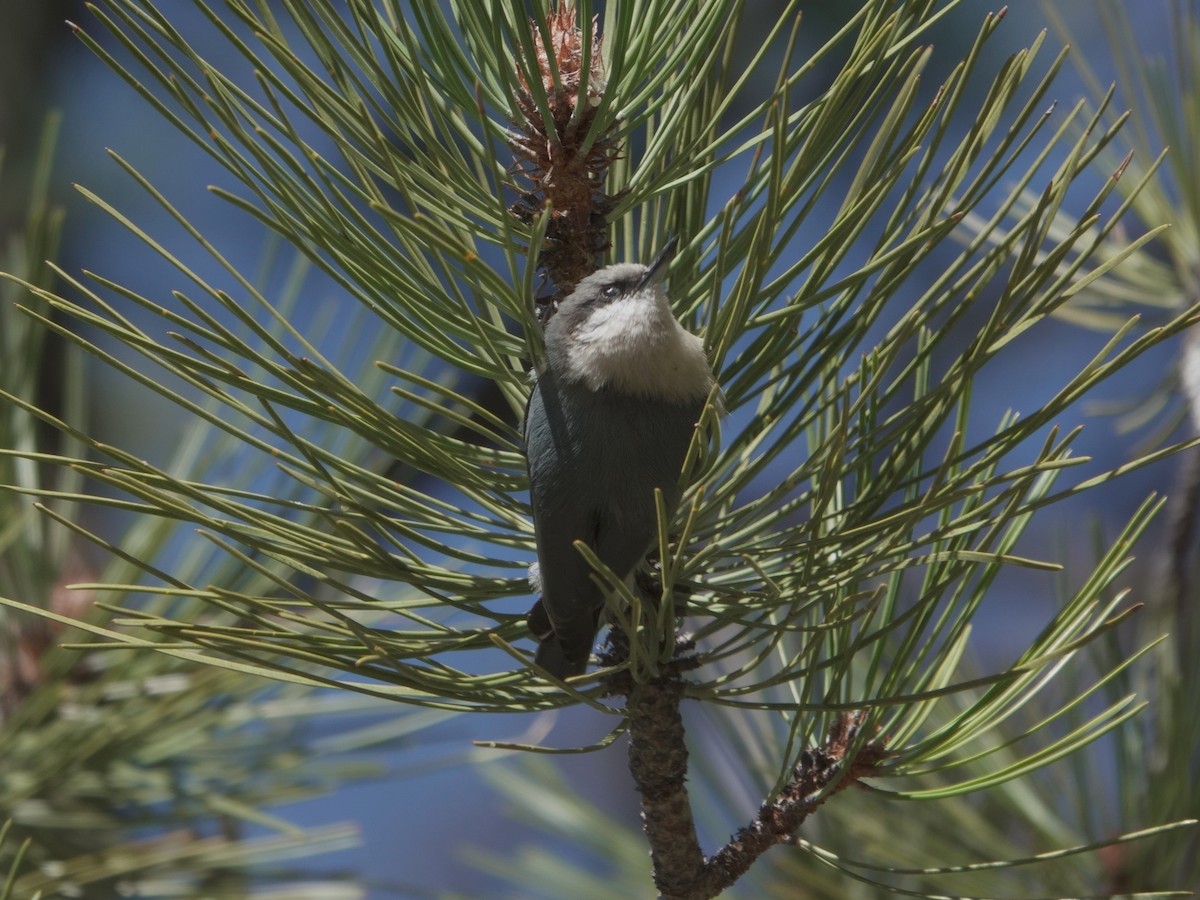 Pygmy Nuthatch - ML617164185