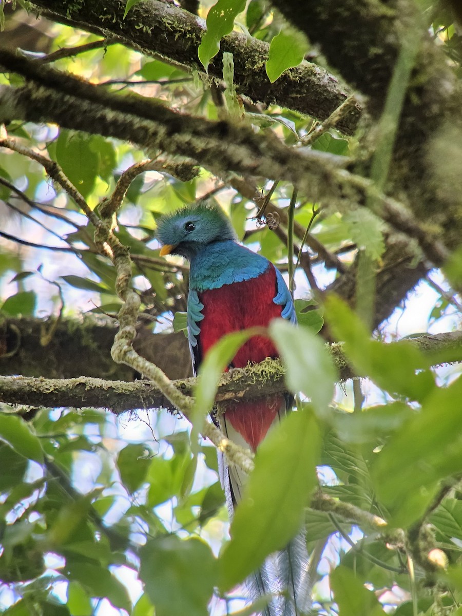 Quetzal Guatemalteco - ML617164214