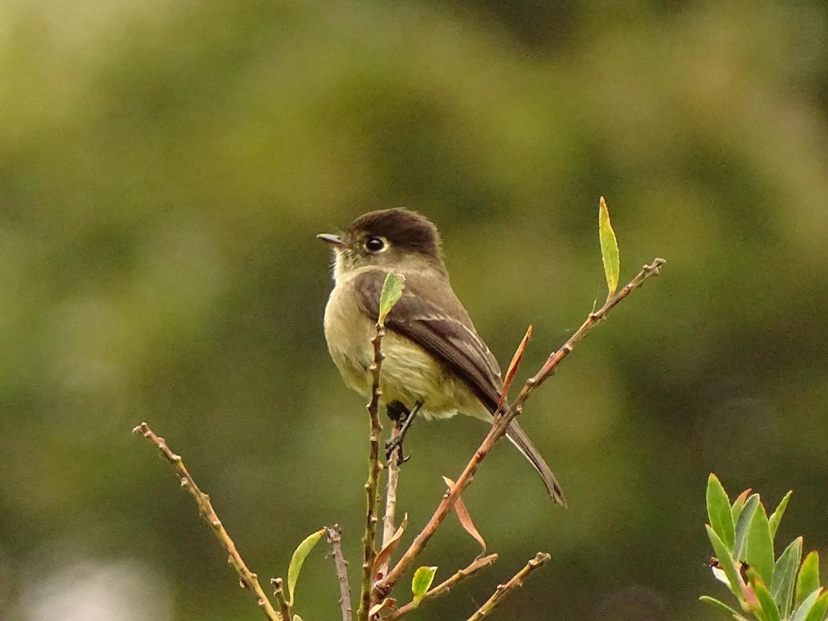 Black-capped Flycatcher - ML617164218