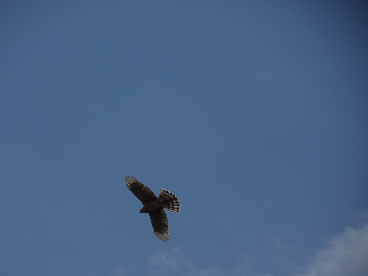 Cooper's Hawk - ML617164233