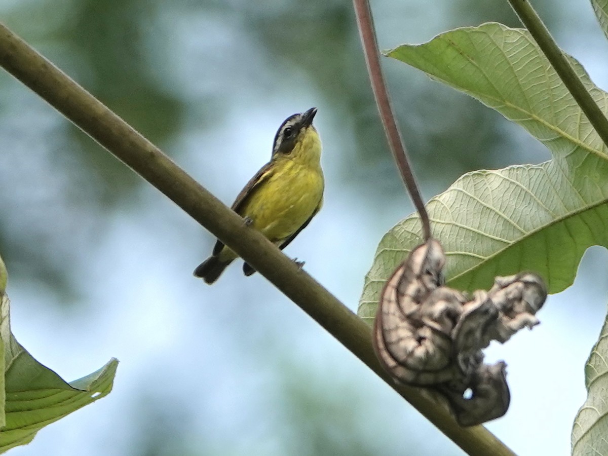 Tyranneau à ventre jaune - ML617164271