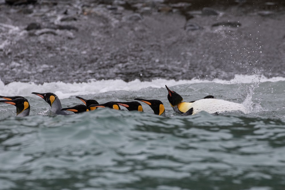 tučňák patagonský - ML617164286