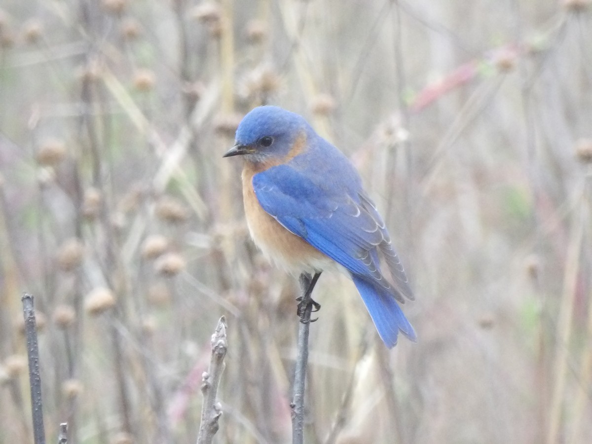 Eastern Bluebird - Christopher Hensel