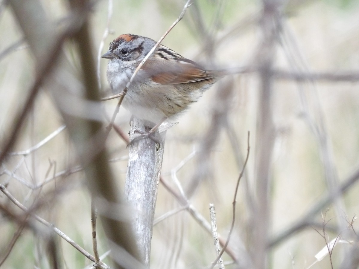 Swamp Sparrow - Christopher Hensel