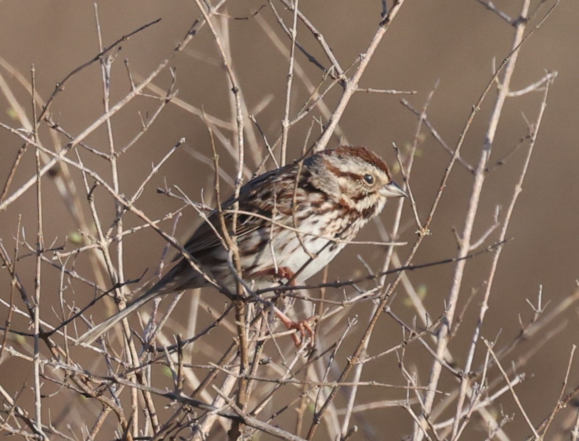 Song Sparrow (melodia/atlantica) - David Nicosia