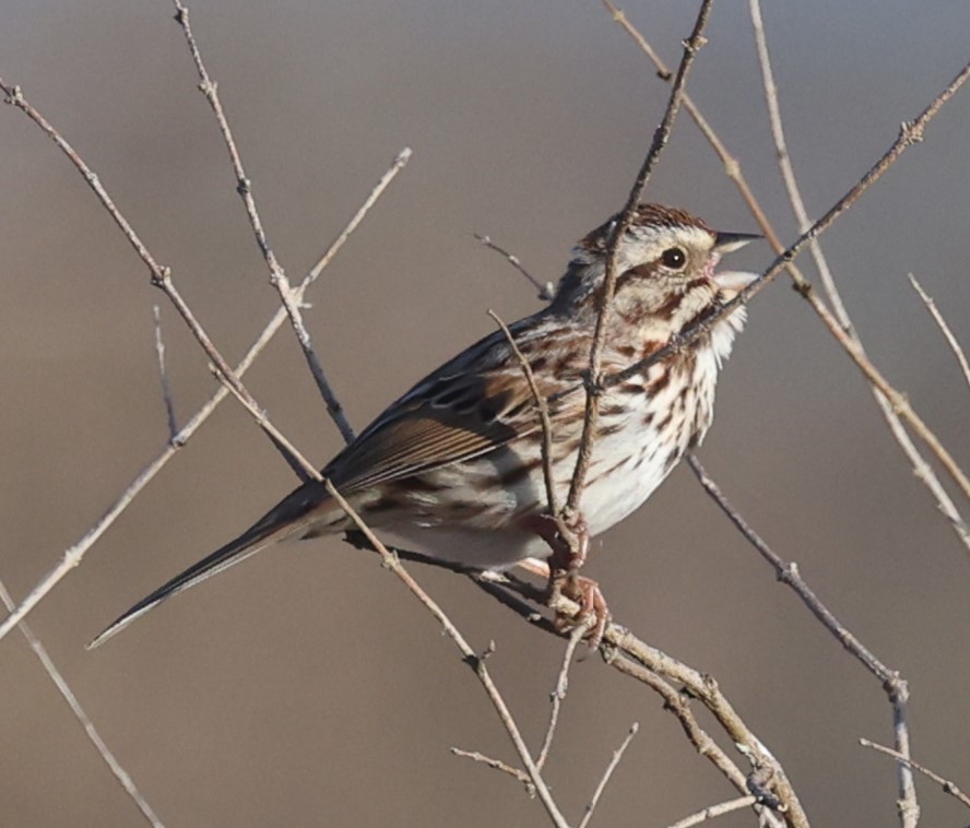 Song Sparrow (melodia/atlantica) - David Nicosia