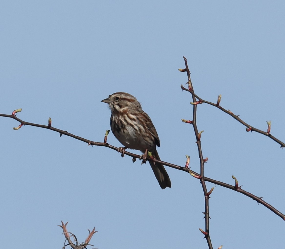 Song Sparrow (melodia/atlantica) - ML617164305