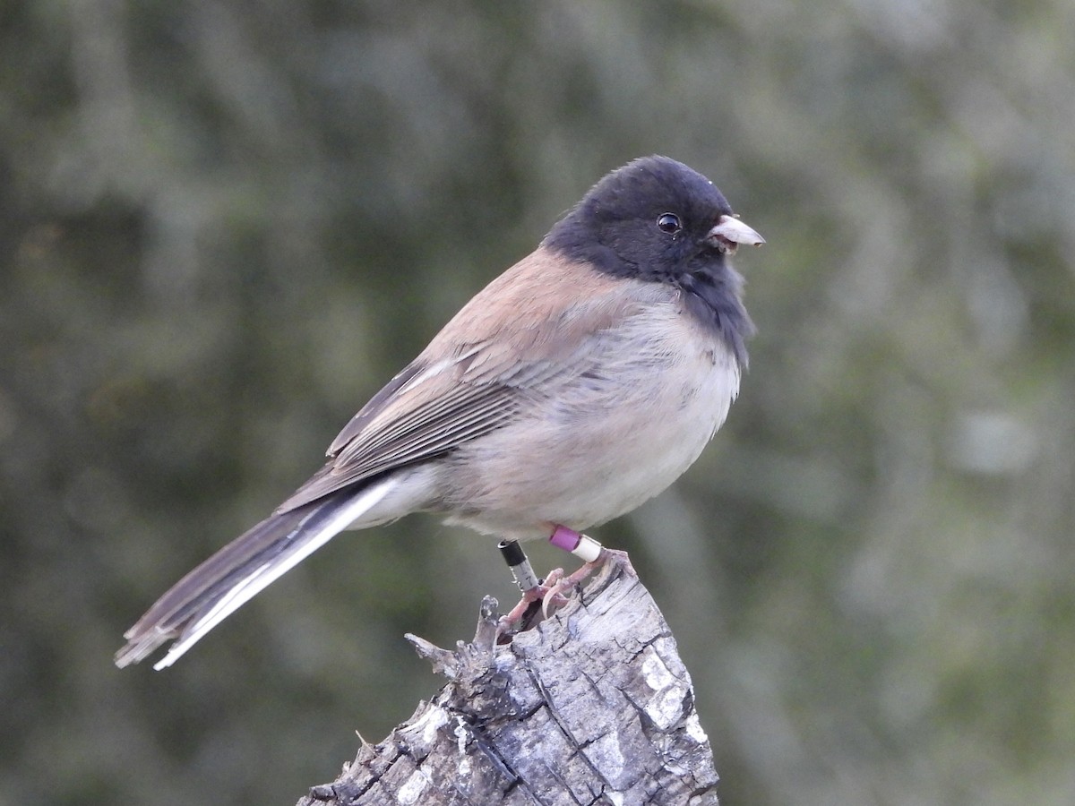 Dark-eyed Junco - ML617164322