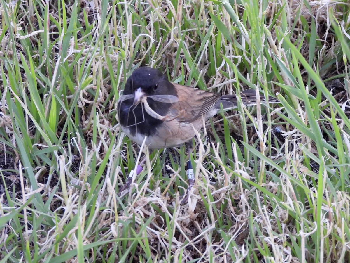 Dark-eyed Junco - ML617164329
