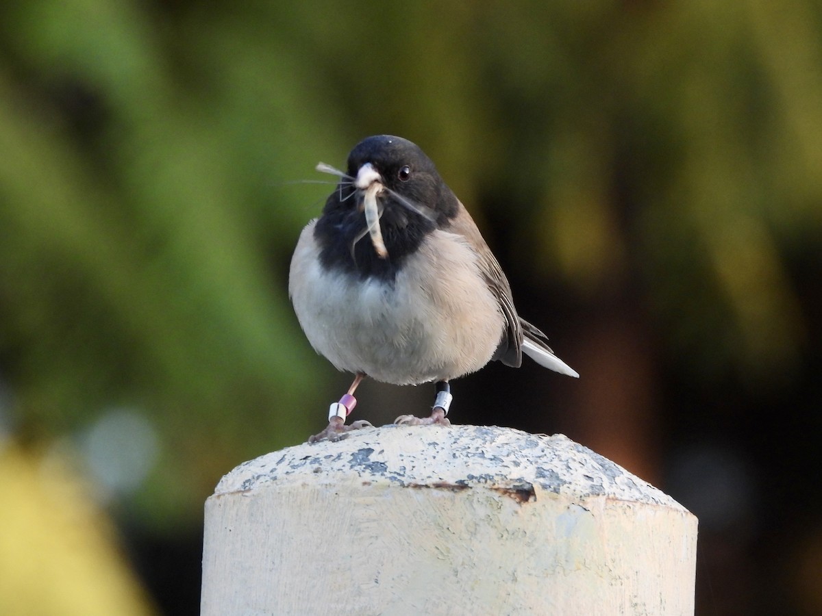 Dark-eyed Junco - ML617164332
